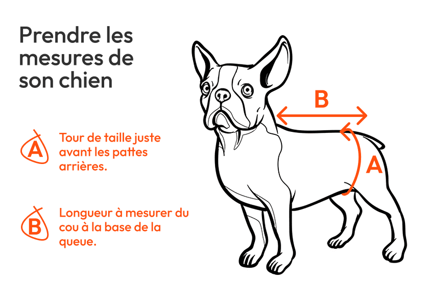 Schéma illustrant comment prendre les mesures d’un chien