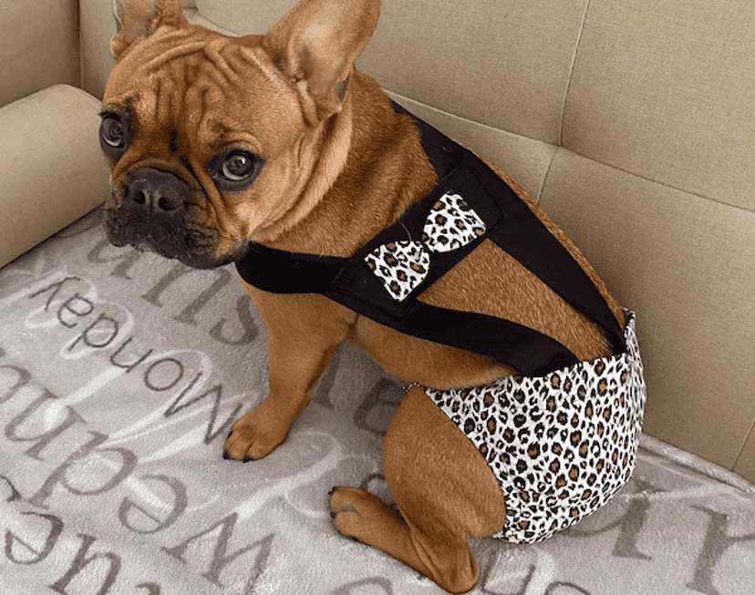 Bouledogue fauve assis sur un canapé, portant une culotte Holly Style à motif léopard avec bretelles noires et un petit nœud assorti sur le dos
