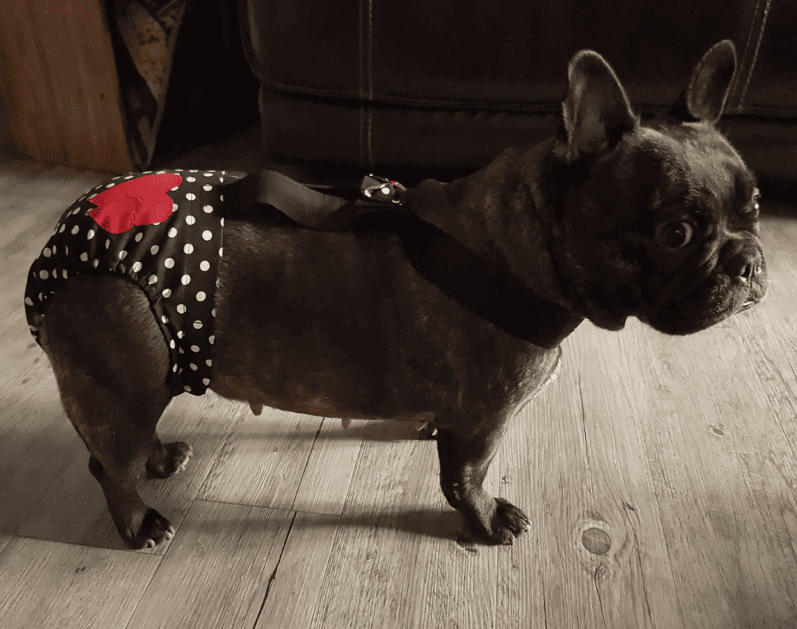 Bouledogue noir debout sur un sol en bois, portant une culotte Holly Style noire à pois blancs avec 2 grands cœurs rouges sur l’arrière et des bretelles noires