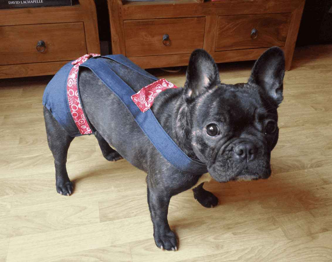 Culotte à bretelles sur mesure pour chien – Maintien parfait et confort garanti – Image 5