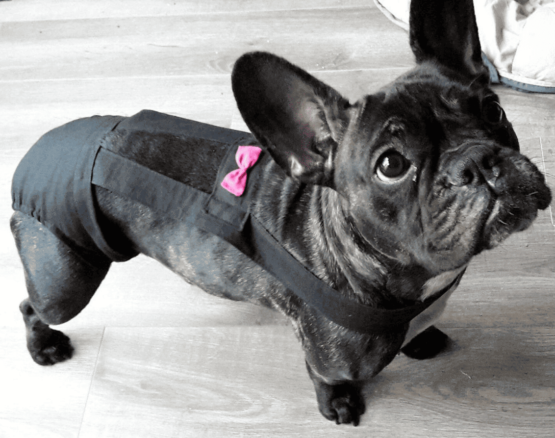 Culotte pour chien avec bretelles, modèle noir avec un noeud rose