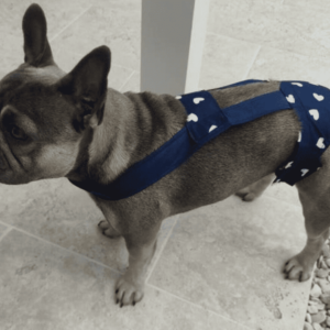 Culotte à bretelles sur mesure pour chien – Maintien parfait et confort garanti