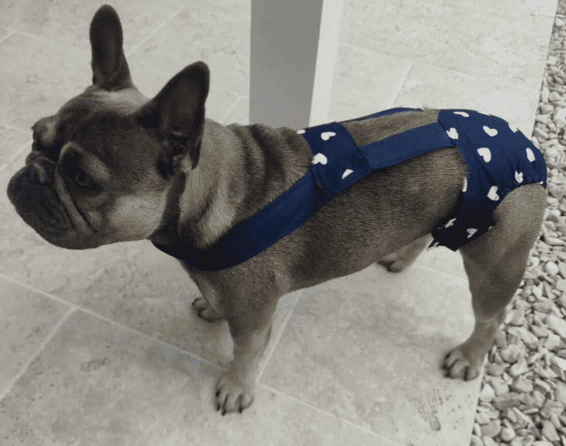 Culotte à bretelles sur mesure pour chien – Maintien parfait et confort garanti