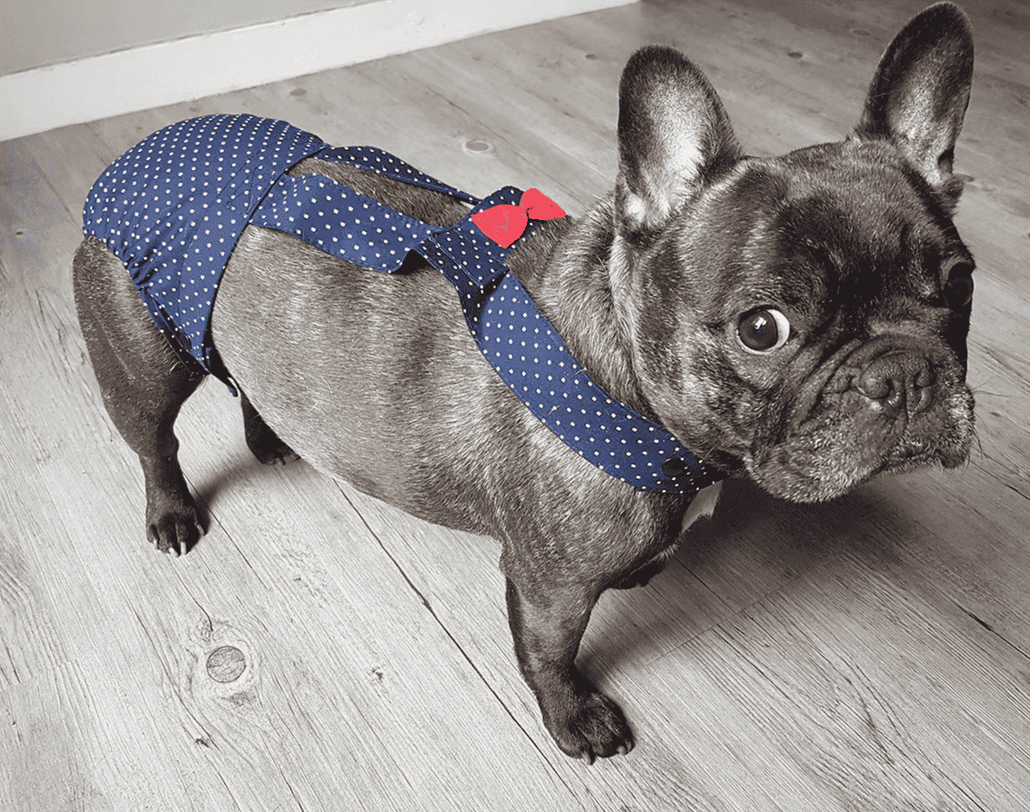 Culotte à bretelles sur mesure pour chien – Maintien parfait et confort garanti – Image 2