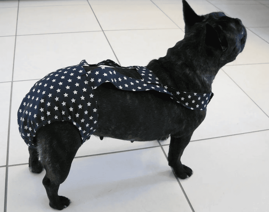 Culotte à bretelles sur mesure pour chien – Maintien parfait et confort garanti – Image 3
