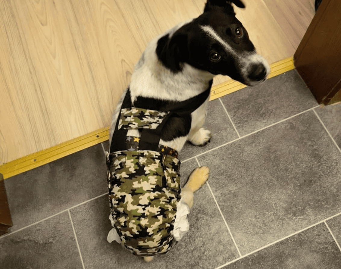 Culotte à bretelles sur mesure pour chien – Maintien parfait et confort garanti – Image 4